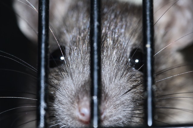 myš za mřížemi